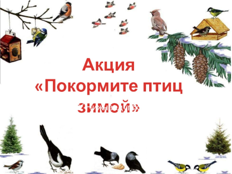 Акция "Покормите птиц зимой" в школе..