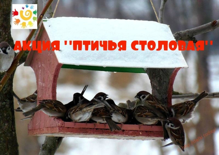 Птичья столовая в нашей школе..